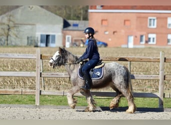 Cob Irlandese / Tinker / Gypsy Vanner, Giumenta, 4 Anni, 127 cm, Roano blu
