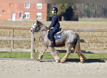 Cob Irlandese / Tinker / Gypsy Vanner, Giumenta, 4 Anni, 127 cm, Roano blu