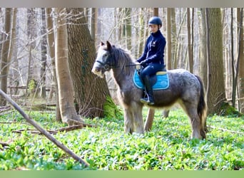 Cob Irlandese / Tinker / Gypsy Vanner, Giumenta, 4 Anni, 127 cm, Roano blu