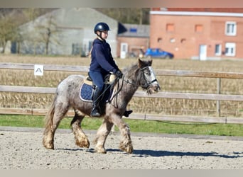 Cob Irlandese / Tinker / Gypsy Vanner, Giumenta, 4 Anni, 127 cm, Roano blu