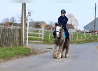 Cob Irlandese / Tinker / Gypsy Vanner, Giumenta, 4 Anni, 127 cm, Roano blu