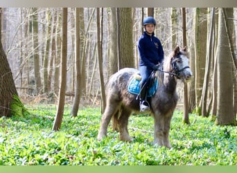 Cob Irlandese / Tinker / Gypsy Vanner, Giumenta, 4 Anni, 127 cm, Roano blu