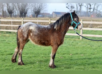 Cob Irlandese / Tinker / Gypsy Vanner, Giumenta, 4 Anni, 130 cm, Tobiano-tutti i colori