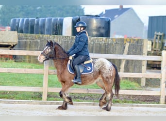 Cob Irlandese / Tinker / Gypsy Vanner, Giumenta, 4 Anni, 130 cm, Tobiano-tutti i colori