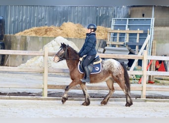 Cob Irlandese / Tinker / Gypsy Vanner, Giumenta, 4 Anni, 130 cm, Tobiano-tutti i colori