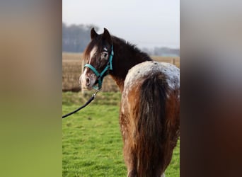 Cob Irlandese / Tinker / Gypsy Vanner, Giumenta, 4 Anni, 130 cm, Tobiano-tutti i colori