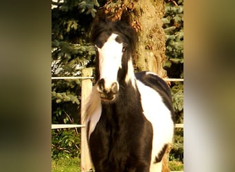 Cob Irlandese / Tinker / Gypsy Vanner, Giumenta, 4 Anni, 135 cm, Pezzato