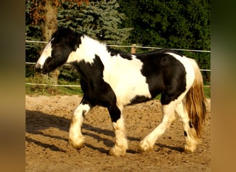 Cob Irlandese / Tinker / Gypsy Vanner, Giumenta, 4 Anni, 135 cm, Pezzato