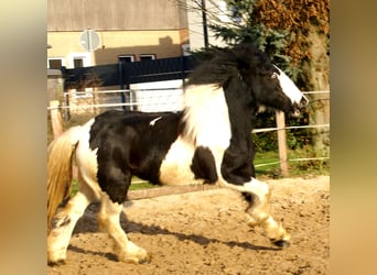 Cob Irlandese / Tinker / Gypsy Vanner, Giumenta, 4 Anni, 135 cm, Pezzato