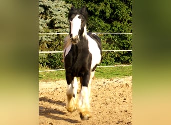 Cob Irlandese / Tinker / Gypsy Vanner, Giumenta, 4 Anni, 135 cm, Pezzato