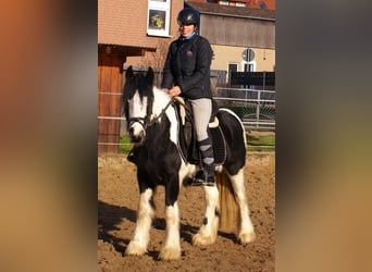 Cob Irlandese / Tinker / Gypsy Vanner, Giumenta, 4 Anni, 135 cm, Pezzato