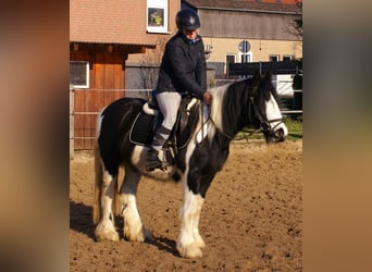 Cob Irlandese / Tinker / Gypsy Vanner, Giumenta, 4 Anni, 135 cm, Pezzato