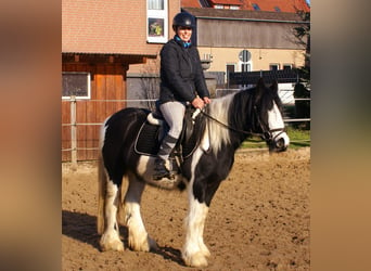 Cob Irlandese / Tinker / Gypsy Vanner, Giumenta, 4 Anni, 135 cm, Pezzato