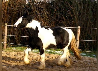 Cob Irlandese / Tinker / Gypsy Vanner, Giumenta, 4 Anni, 135 cm, Pezzato