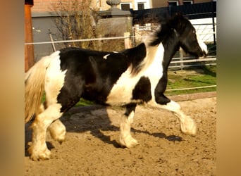 Cob Irlandese / Tinker / Gypsy Vanner, Giumenta, 4 Anni, 135 cm, Pezzato