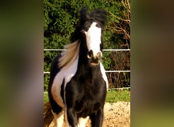 Cob Irlandese / Tinker / Gypsy Vanner, Giumenta, 4 Anni, 135 cm, Pezzato