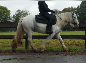 Cob Irlandese / Tinker / Gypsy Vanner, Giumenta, 4 Anni, 137 cm, Pezzato