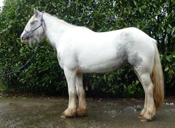 Cob Irlandese / Tinker / Gypsy Vanner, Giumenta, 4 Anni, 137 cm, Pezzato