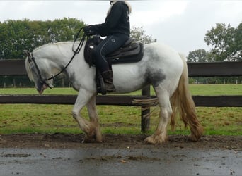 Cob Irlandese / Tinker / Gypsy Vanner, Giumenta, 4 Anni, 137 cm, Pezzato