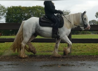 Cob Irlandese / Tinker / Gypsy Vanner, Giumenta, 4 Anni, 137 cm, Pezzato