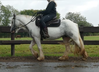 Cob Irlandese / Tinker / Gypsy Vanner, Giumenta, 4 Anni, 137 cm, Pezzato