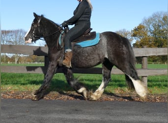 Cob Irlandese / Tinker / Gypsy Vanner, Giumenta, 4 Anni, 138 cm, Morello