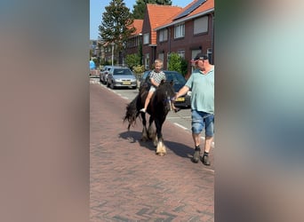 Cob Irlandese / Tinker / Gypsy Vanner, Giumenta, 4 Anni, 138 cm, Pezzato