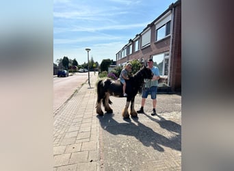 Cob Irlandese / Tinker / Gypsy Vanner, Giumenta, 4 Anni, 138 cm, Pezzato