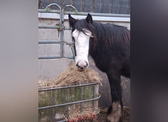 Cob Irlandese / Tinker / Gypsy Vanner, Giumenta, 4 Anni, 140 cm, Morello