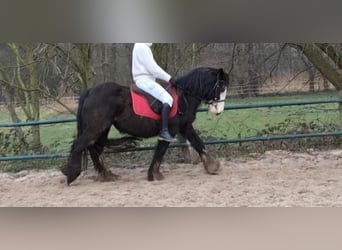 Cob Irlandese / Tinker / Gypsy Vanner, Giumenta, 4 Anni, 140 cm, Morello