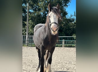 Cob Irlandese / Tinker / Gypsy Vanner, Giumenta, 4 Anni, 140 cm, Morello