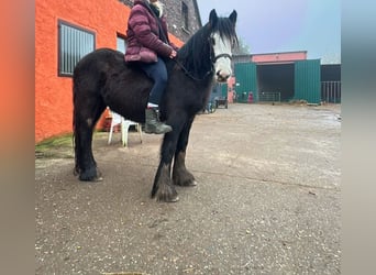 Cob Irlandese / Tinker / Gypsy Vanner, Giumenta, 4 Anni, 140 cm, Morello