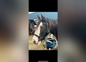 Cob Irlandese / Tinker / Gypsy Vanner, Giumenta, 4 Anni, 140 cm, Morello