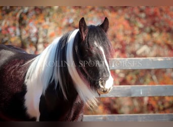 Cob Irlandese / Tinker / Gypsy Vanner, Giumenta, 4 Anni, 140 cm, Pezzato