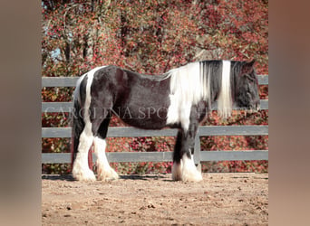 Cob Irlandese / Tinker / Gypsy Vanner, Giumenta, 4 Anni, 140 cm, Pezzato