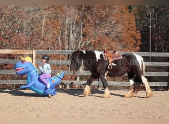 Cob Irlandese / Tinker / Gypsy Vanner, Giumenta, 4 Anni, 140 cm, Pezzato