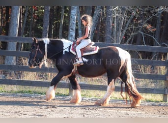 Cob Irlandese / Tinker / Gypsy Vanner, Giumenta, 4 Anni, 140 cm, Pezzato