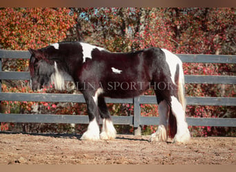 Cob Irlandese / Tinker / Gypsy Vanner, Giumenta, 4 Anni, 140 cm, Pezzato