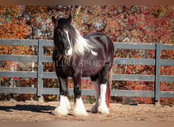 Cob Irlandese / Tinker / Gypsy Vanner, Giumenta, 4 Anni, 140 cm, Pezzato