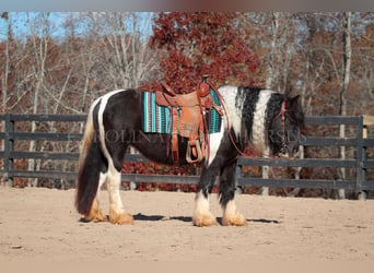 Cob Irlandese / Tinker / Gypsy Vanner, Giumenta, 4 Anni, 140 cm, Pezzato