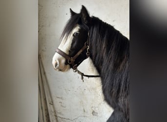 Cob Irlandese / Tinker / Gypsy Vanner, Giumenta, 4 Anni, 141 cm, Bianco