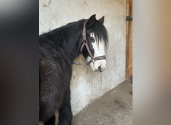 Cob Irlandese / Tinker / Gypsy Vanner, Giumenta, 4 Anni, 141 cm, Bianco