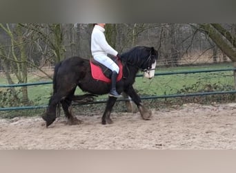 Cob Irlandese / Tinker / Gypsy Vanner, Giumenta, 4 Anni, 141 cm, Bianco