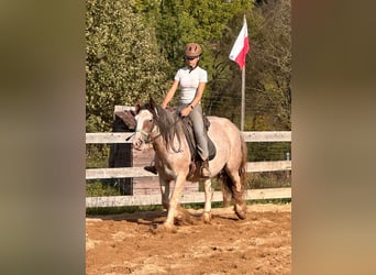 Cob Irlandese / Tinker / Gypsy Vanner, Giumenta, 4 Anni, 142 cm, Roano rosso