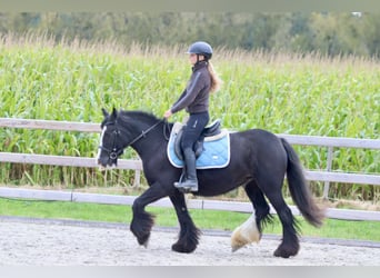 Cob Irlandese / Tinker / Gypsy Vanner, Giumenta, 4 Anni, 144 cm, Morello