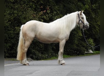 Cob Irlandese / Tinker / Gypsy Vanner, Giumenta, 4 Anni, 144 cm, Palomino