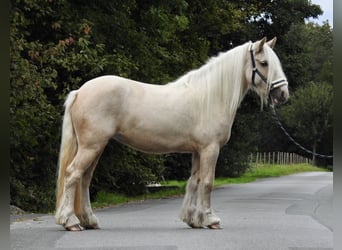 Cob Irlandese / Tinker / Gypsy Vanner, Giumenta, 4 Anni, 144 cm, Palomino