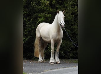 Cob Irlandese / Tinker / Gypsy Vanner, Giumenta, 4 Anni, 144 cm, Palomino