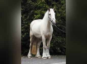 Cob Irlandese / Tinker / Gypsy Vanner, Giumenta, 4 Anni, 144 cm, Palomino