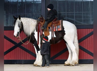 Cob Irlandese / Tinker / Gypsy Vanner, Giumenta, 4 Anni, 145 cm